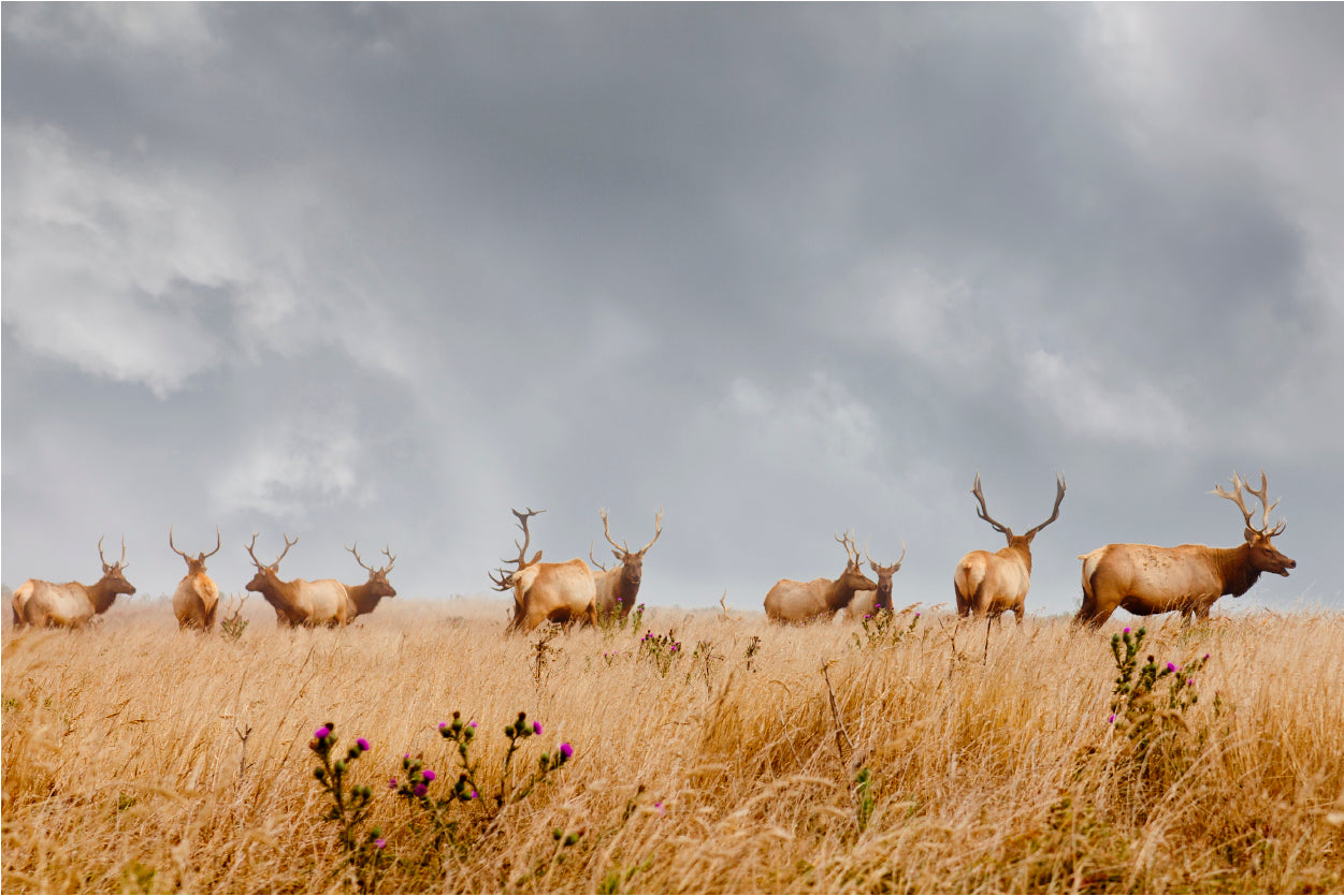 Herd of Wild Bull Elk with Antlers in California 90x60cm Print 100% Australian Made - Bella Home Decor