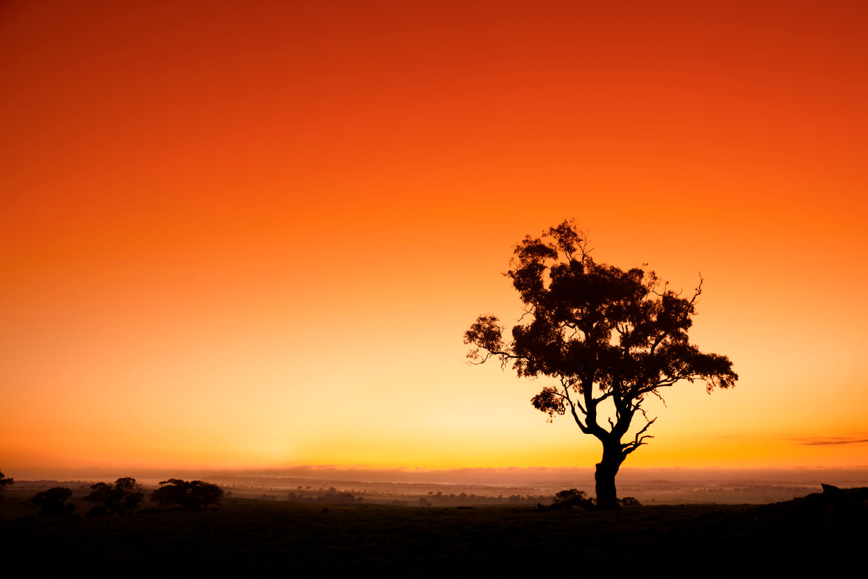 Barossa Valley Golden Sunset Tree Wall Art Decor 100% Australian Made