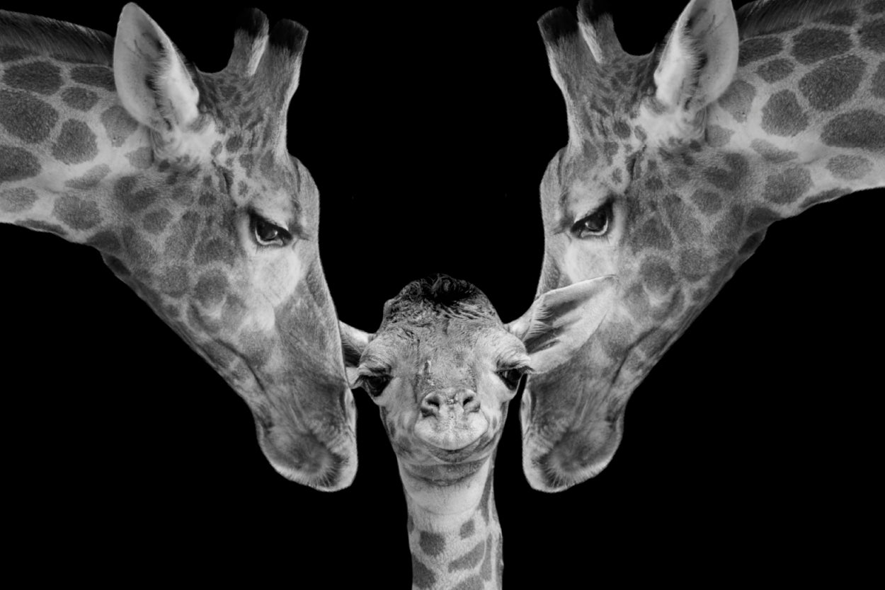 Father and Mother Giraffe Playing with Her Cute Baby Wall Art Decor 100% Australian Made