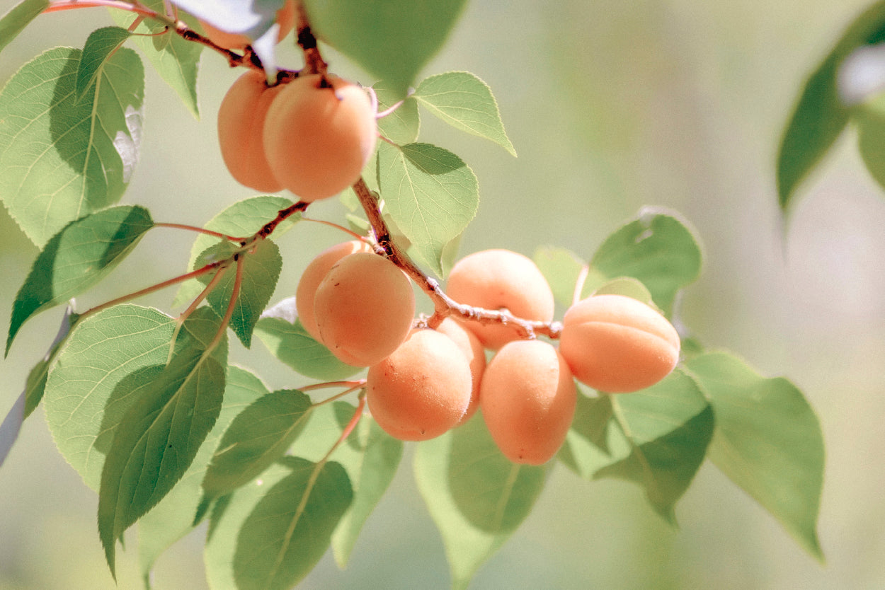Branch Of Ripe Orange Apricots with Muted Green Leaves Wall Art Decor 100% Australian Made