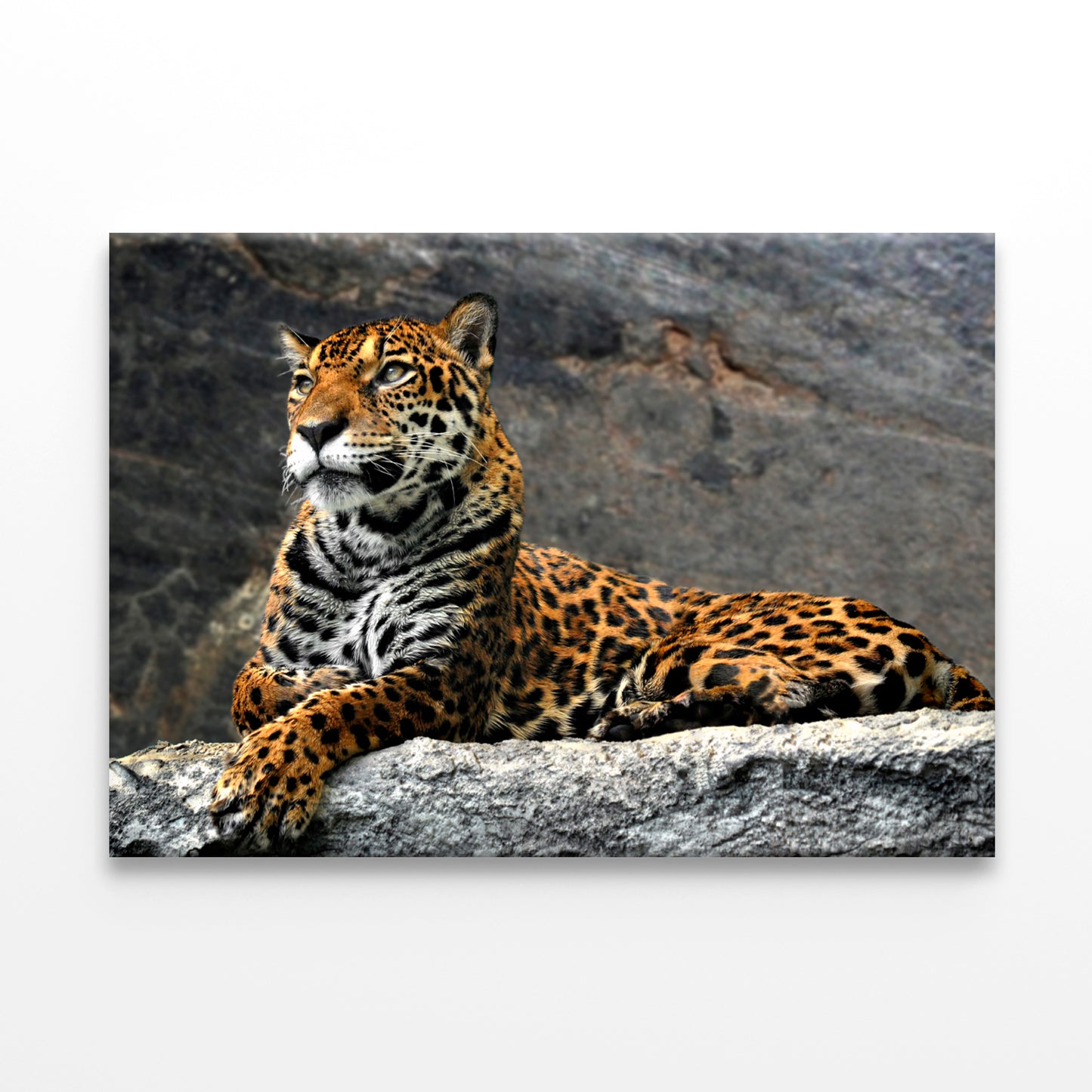 Leopard Lying on Rocks, Thailand Wall Art Decor 100% Australian Made