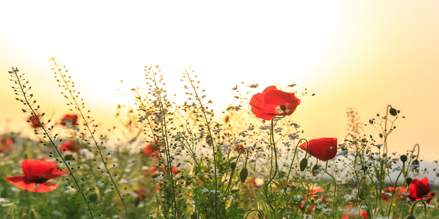 Red Poppy Field Wildflower Bloom Wall Art Canvas Office Home Room Framed 120x60cm