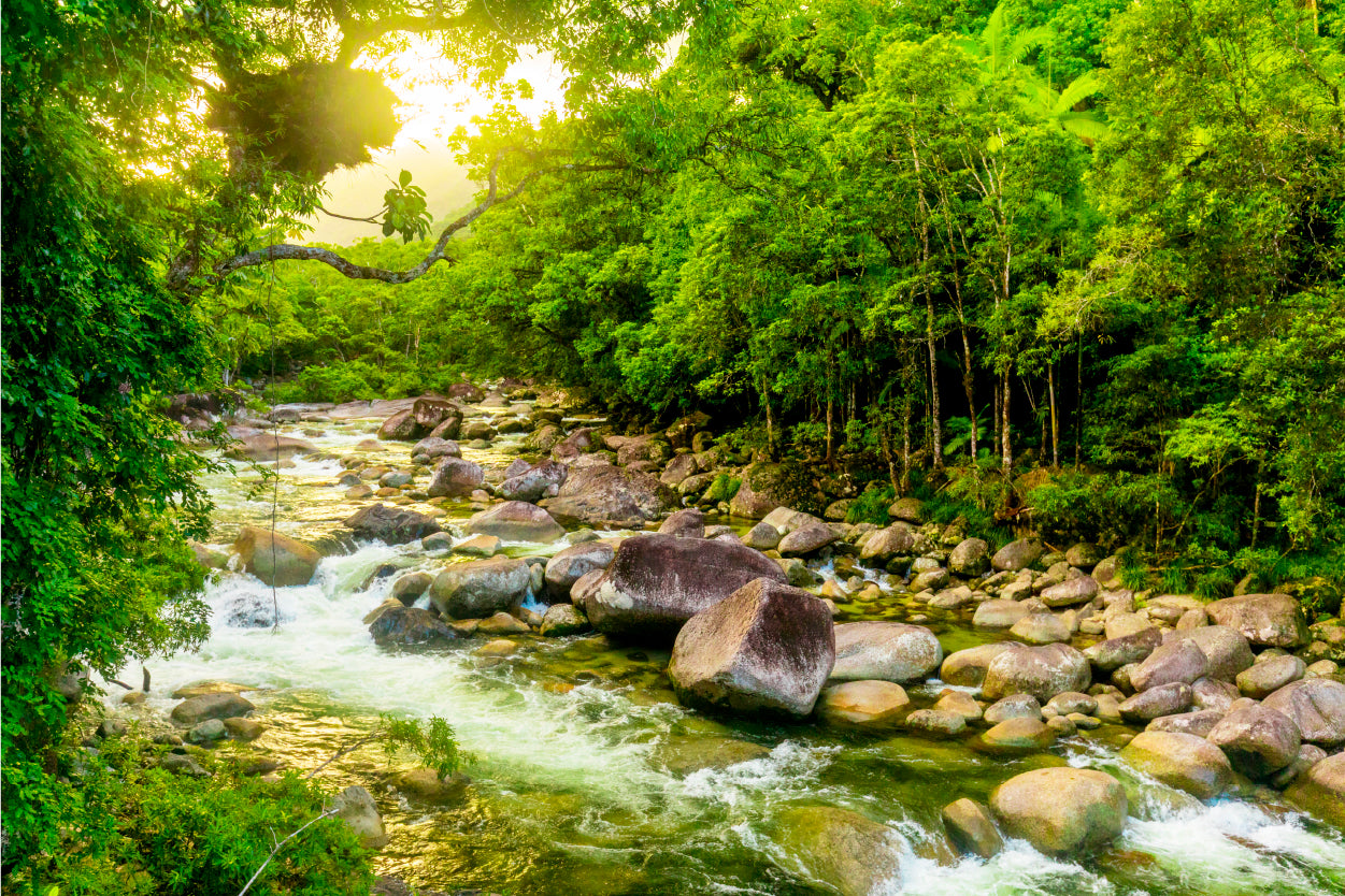 Mossman Gorge River Daintree National Park Australia Wall Art Decor 100% Australian Made