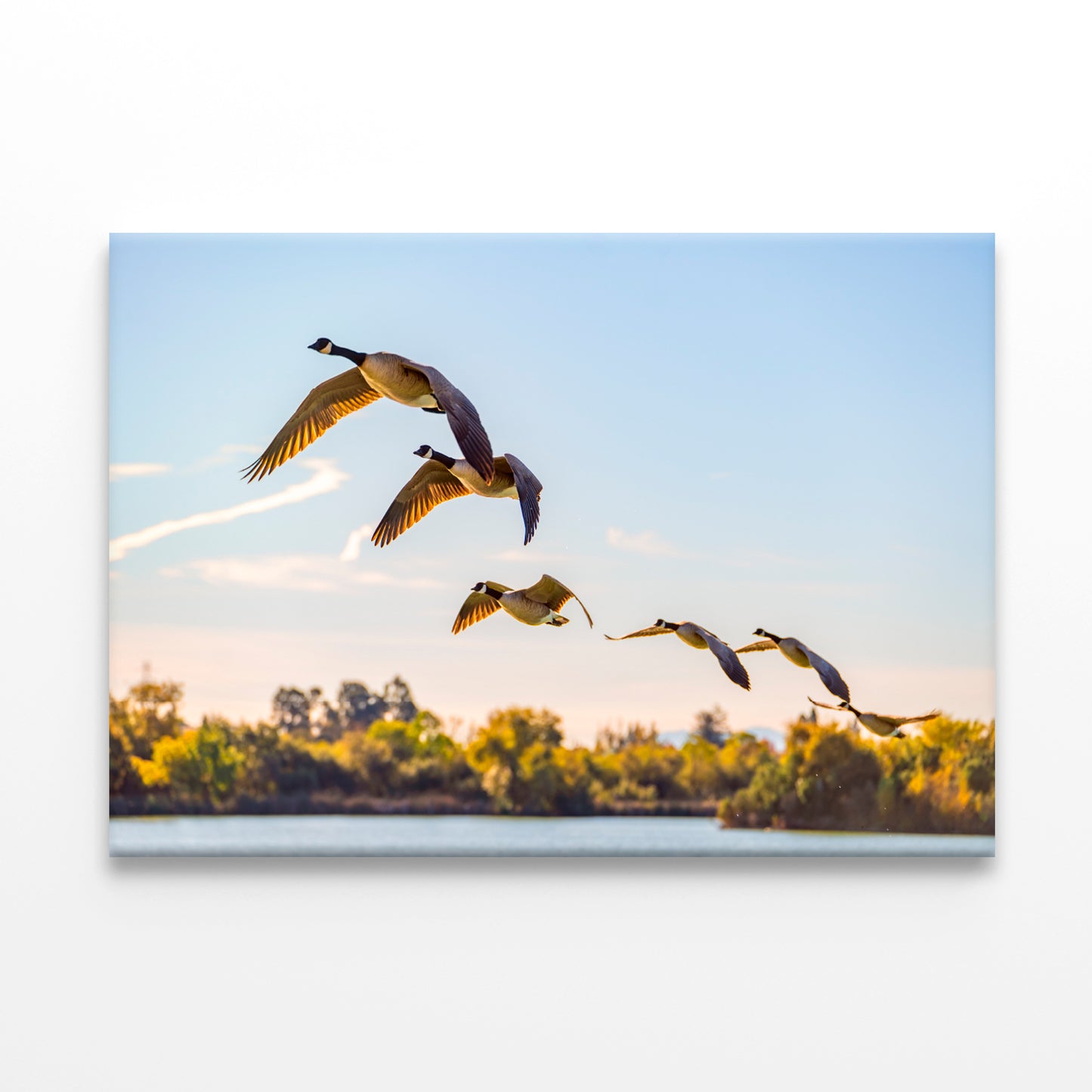 Flock of Canadian Geese Flying Wall Art Decor 100% Australian Made