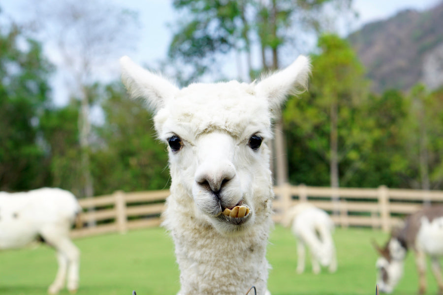 Close Up of White Alpaca Wall Art Decor 100% Australian Made