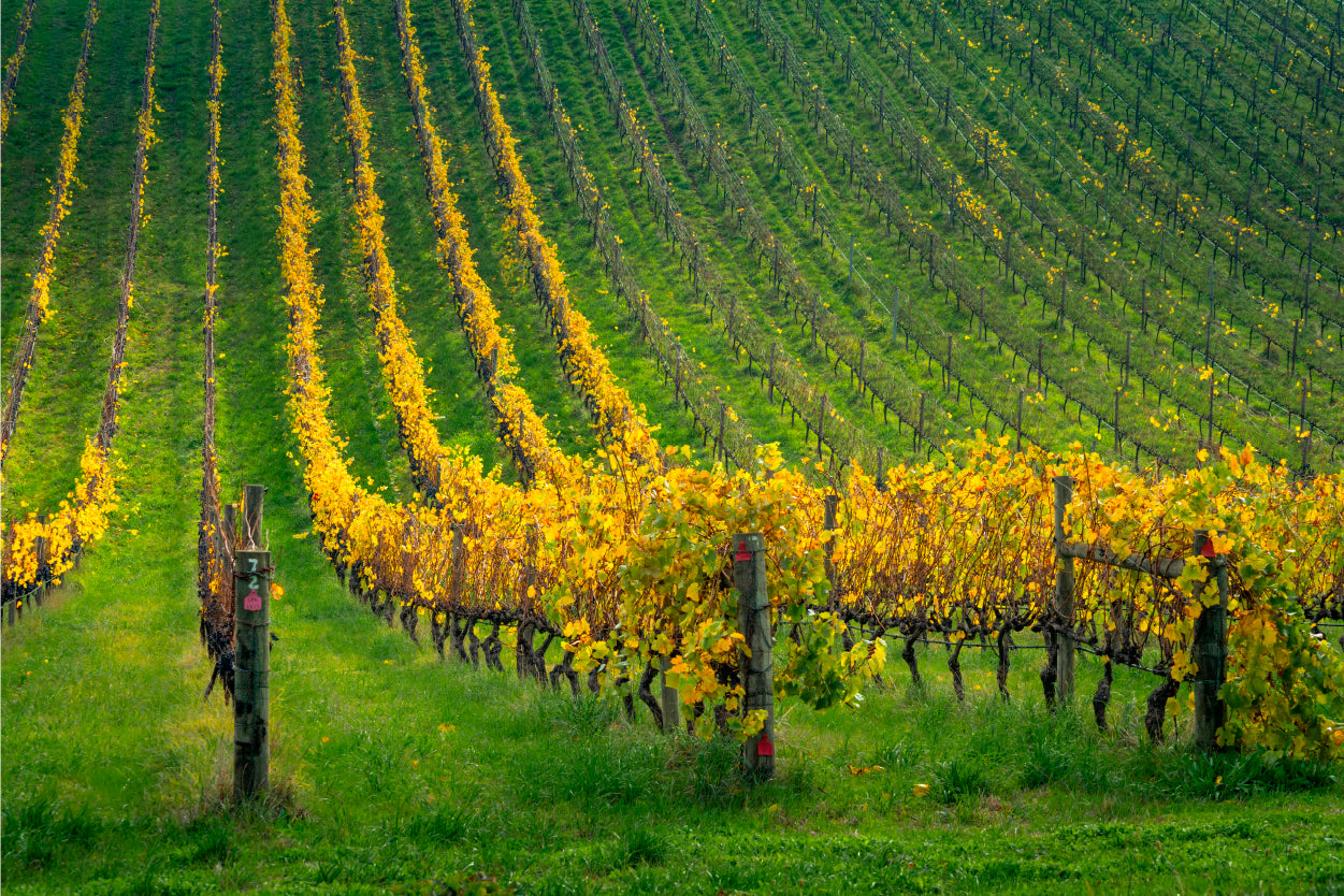 Adelaide Hills Vineyard South Australia all Art Decor 100% Australian Made