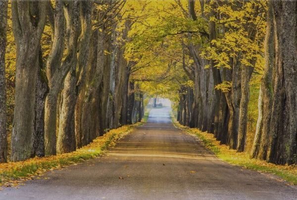 Yellow Trees and road Nature 90x60cm Print 100% Australian Made - Bella Home Decor