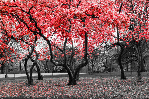 Red Trees Artistic Nature 90x60cm Print 100% Australian Made - Bella Home Decor