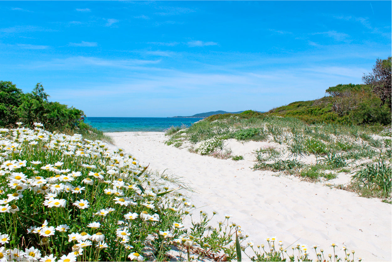 Pathway through the Sand Dunes Sardinia 90x60cm Print 100% Australian Made - Bella Home Decor