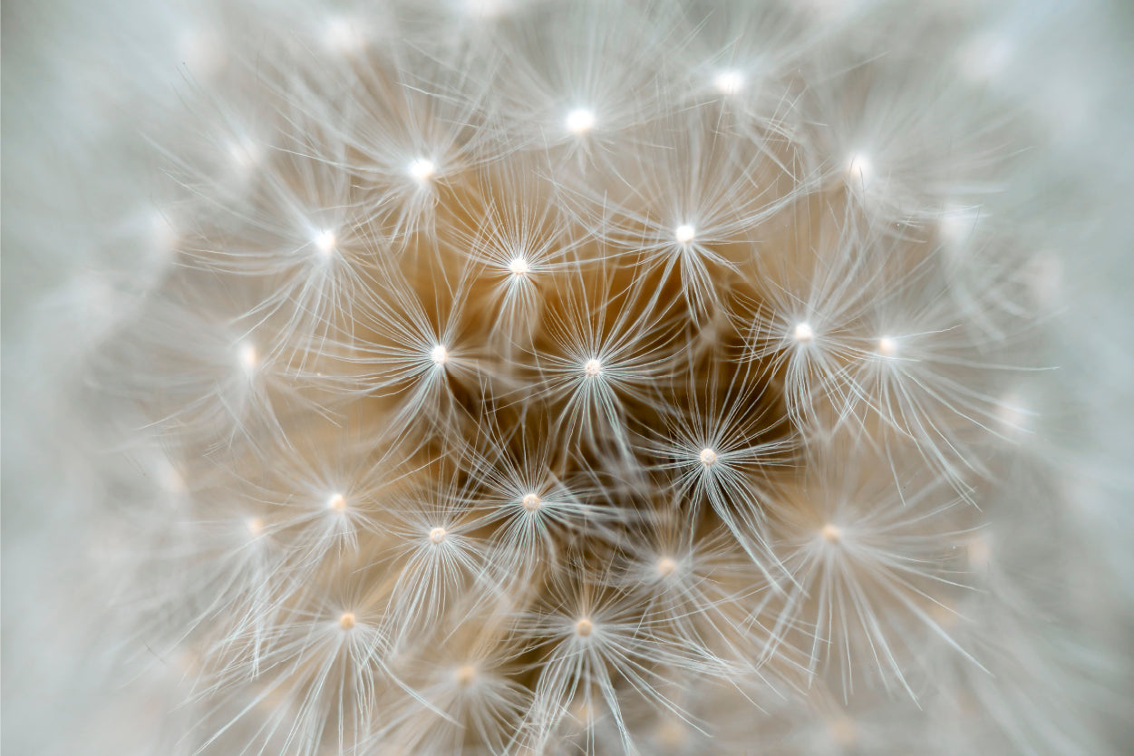 Wild Taraxacum Beautiful Fluffy Dandelion Flowers Wall Art Decor 100% Australian Made