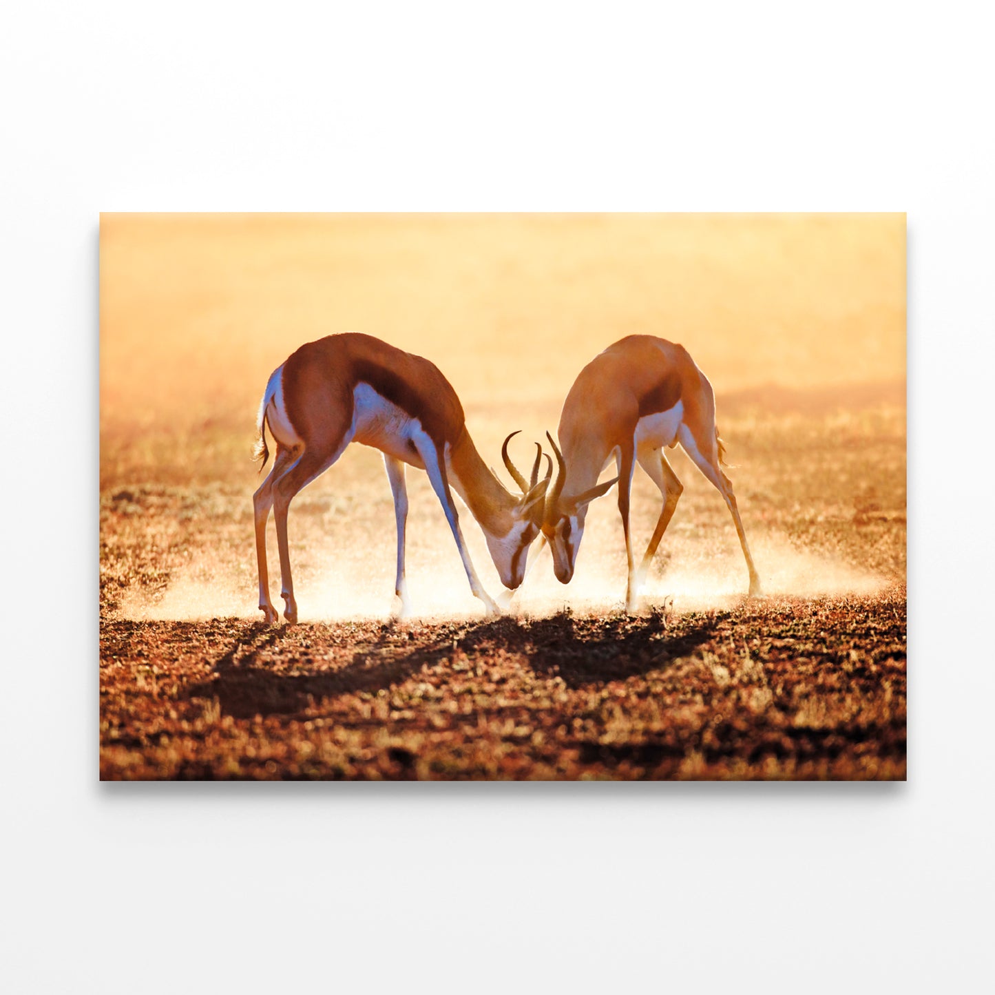 Springbok Duel in Dust, Kalahari Wall Art Decor 100% Australian Made
