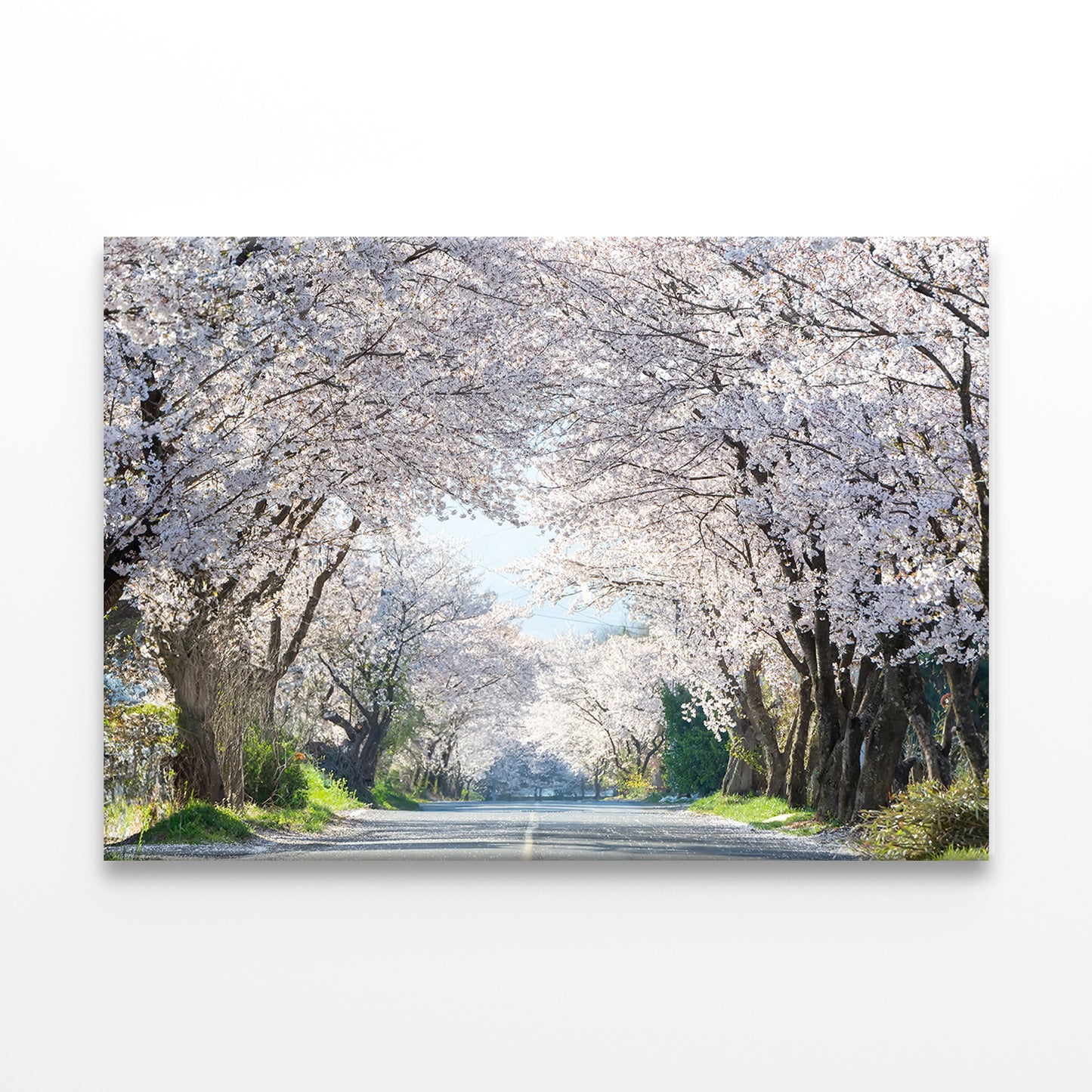 Cherry Blossom Road in Korea Wall Art Decor 100% Australian Made