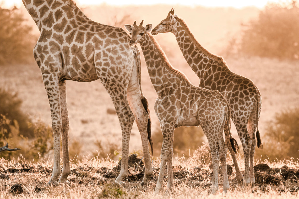 Family Of Giraffes at Golden Sunset Safari Savanna Grass Wall Art Decor 100% Australian Made