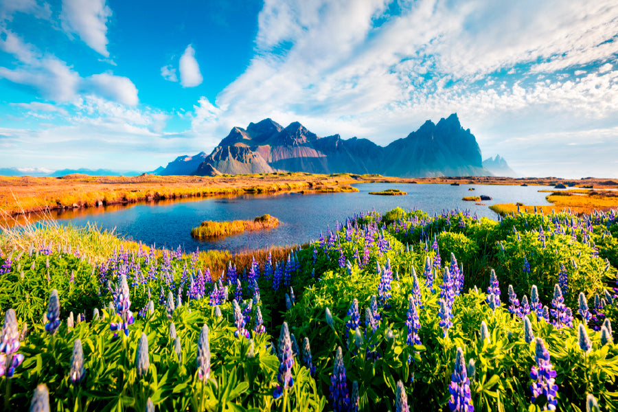 Iceland & Field Of Lupine Flowers Print 100% Australian Made