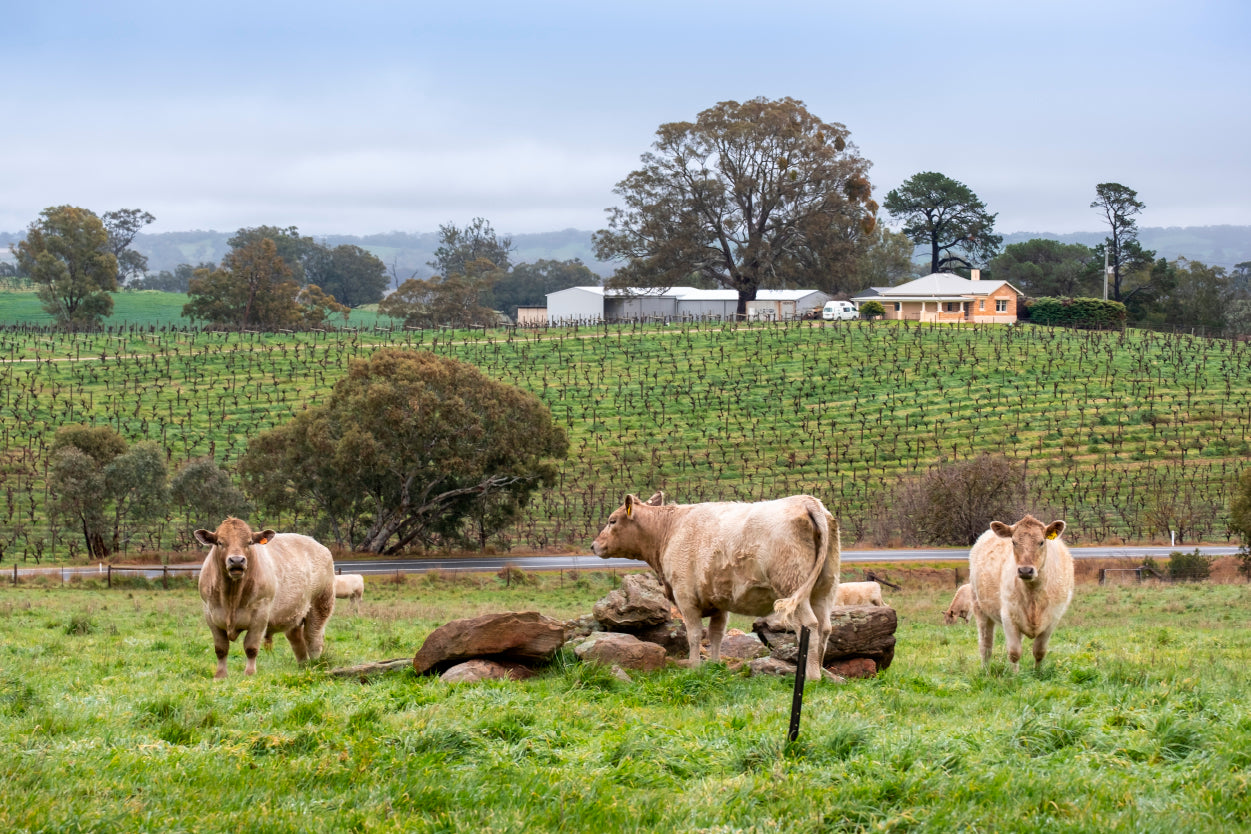 Cows and Vineyards Barossa Valley South Australia Wall Art Decor 100% Australian Made