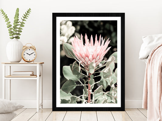 Protea Flower & Plant Closeup Photograph Glass Framed Wall Art, Ready to Hang Quality Print With White Border Black