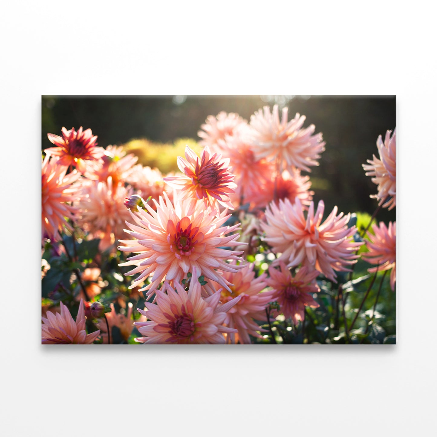 Blooming Dahlia Flowers in Garden Wall Art Decor 100% Australian Made