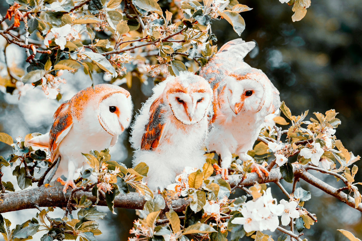 Majestic Barn Owls Perched on a Flowering Branch Wall Art Decor 100% Australian Made