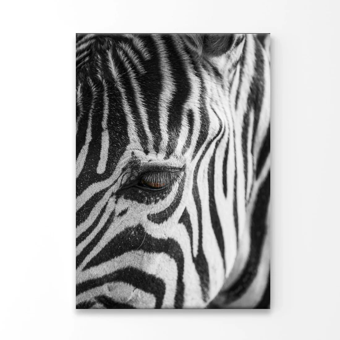 B&W Zebra Close Up Photograph 60x90cm Print 100% Australian Made
