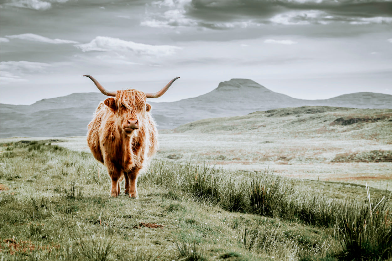 Moody Scottish Hairy Highland Cow Neutral Rustic Accent Wall Art Decor 100% Australian Made
