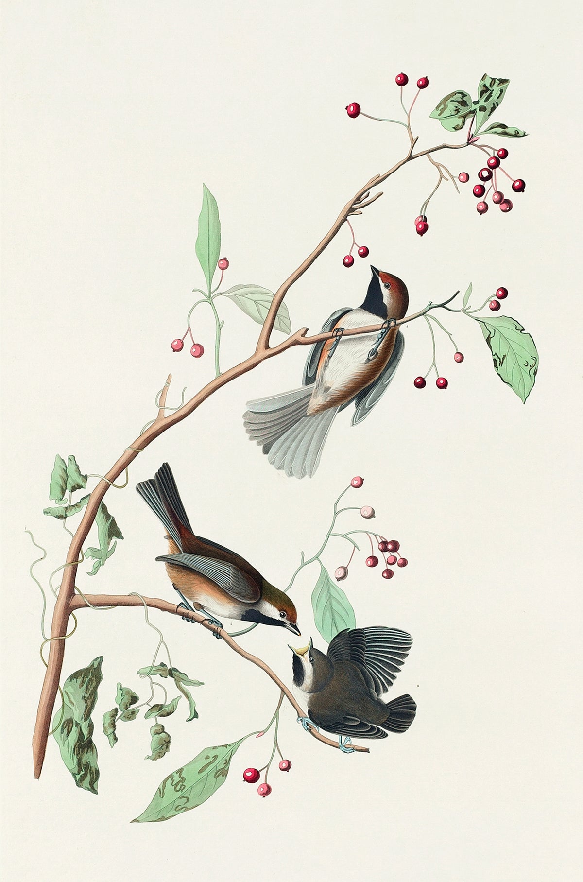 Songbirds on Red Berry Branch 60x90cm Metal Print Ready to Hang