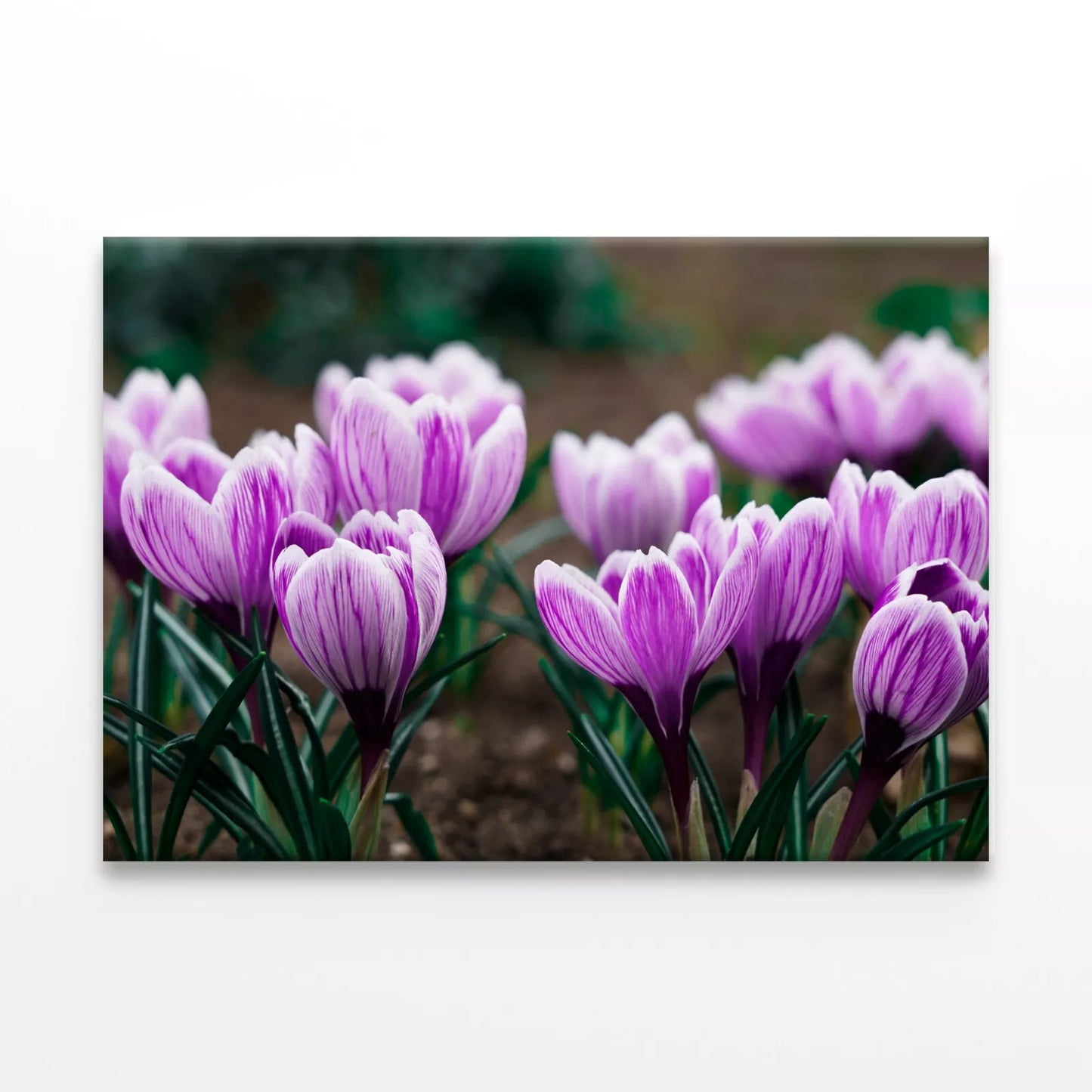 Purple Crocus Flowers In Spring Wall Art Decor 100% Australian Made