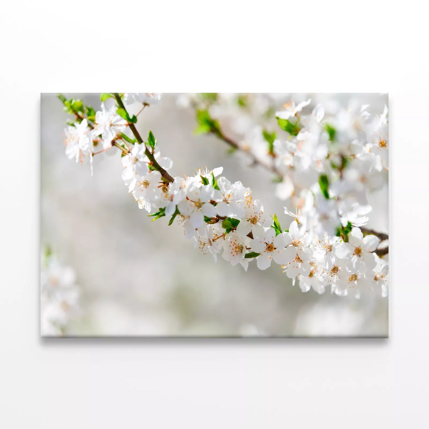 Elegant White Plum Blossom Wall Art Decor 100% Australian Made