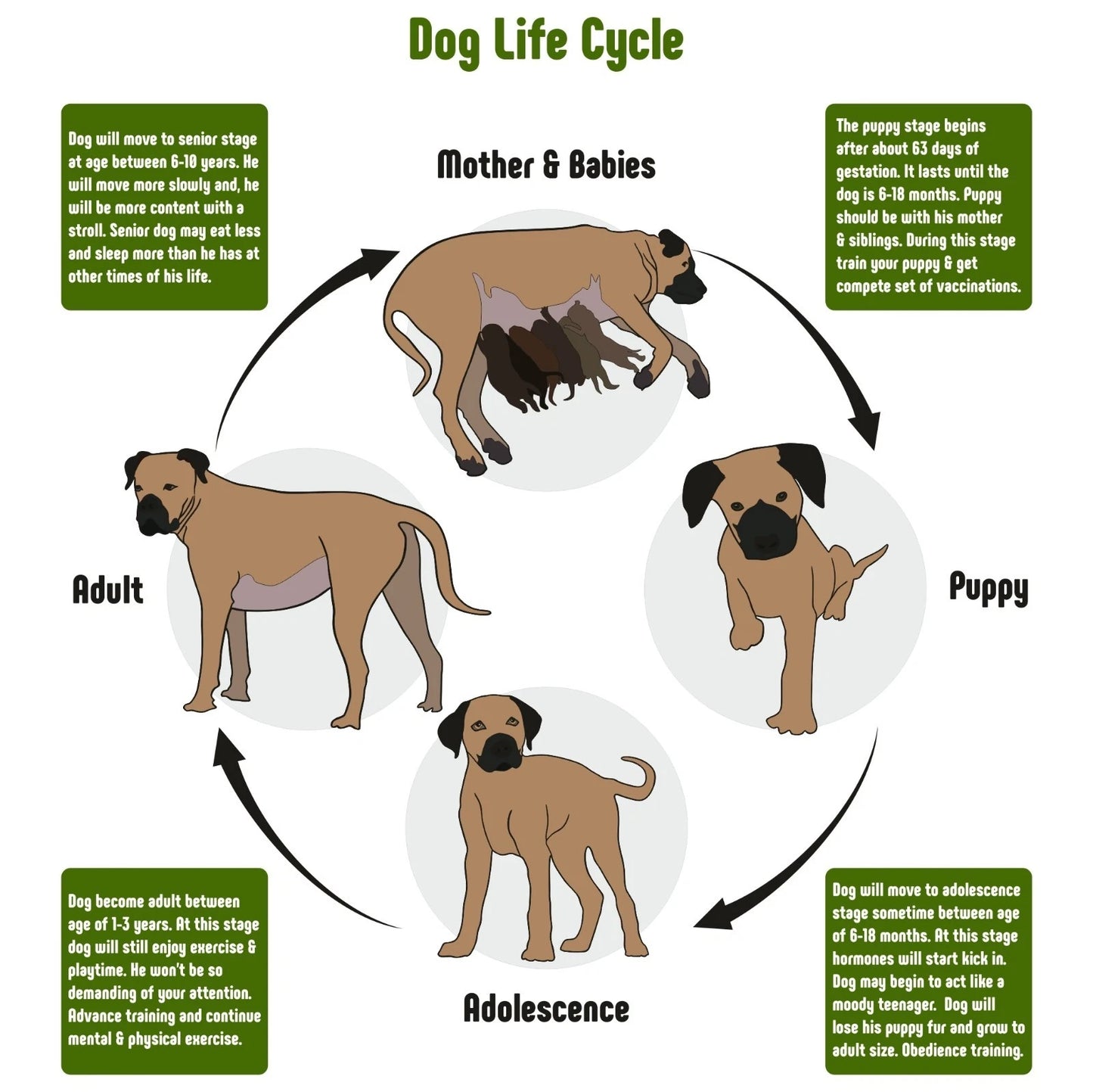 NEW (LAMINATED) DOG LIFE CYCLE (61X91CM) EDUCATIONAL CHART PICTURE PRINT