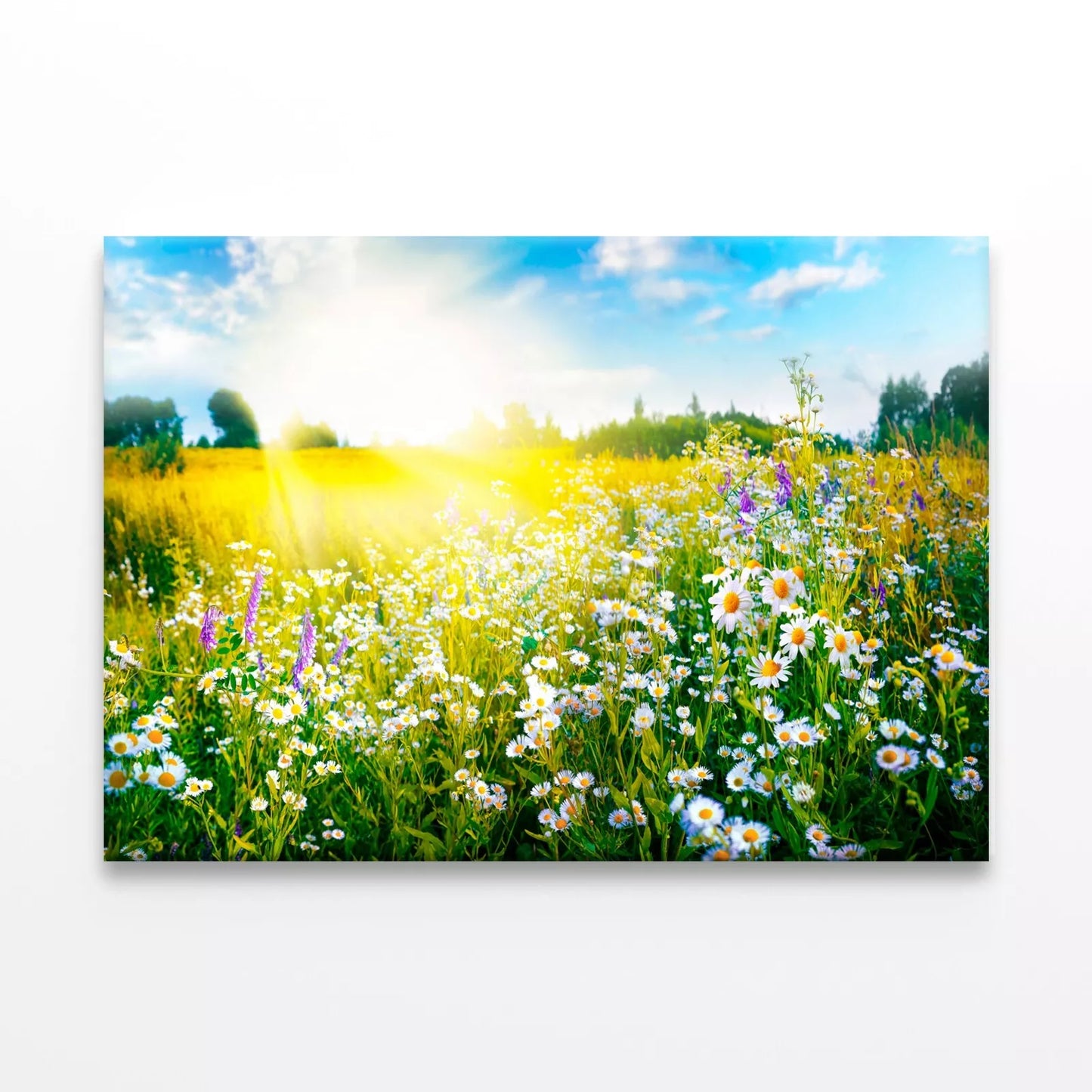 Sun-Drenched Spring Summer Meadow Wall Art Decor 100% Australian Made