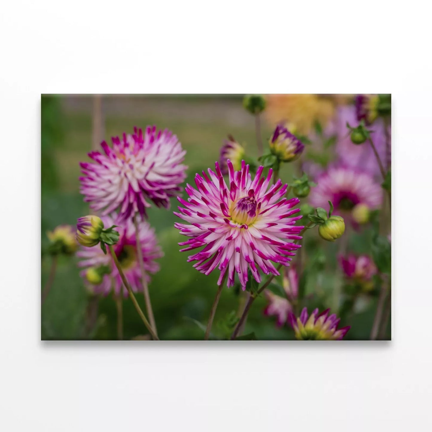 Beautiful Flowers In the Garden Wall Art Decor 100% Australian Made