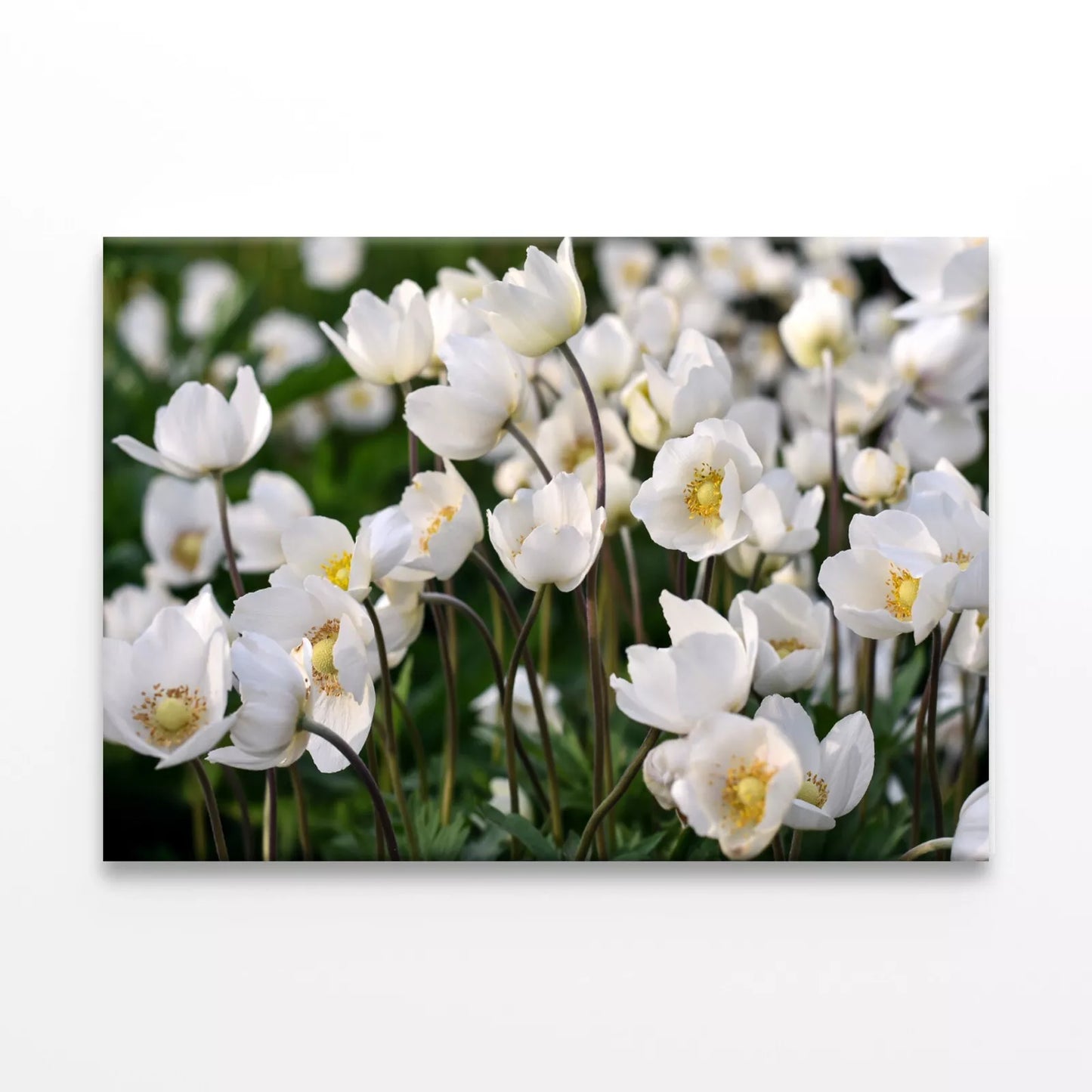 Beautiful White Spring Flowers Wall Art Decor 100% Australian Made