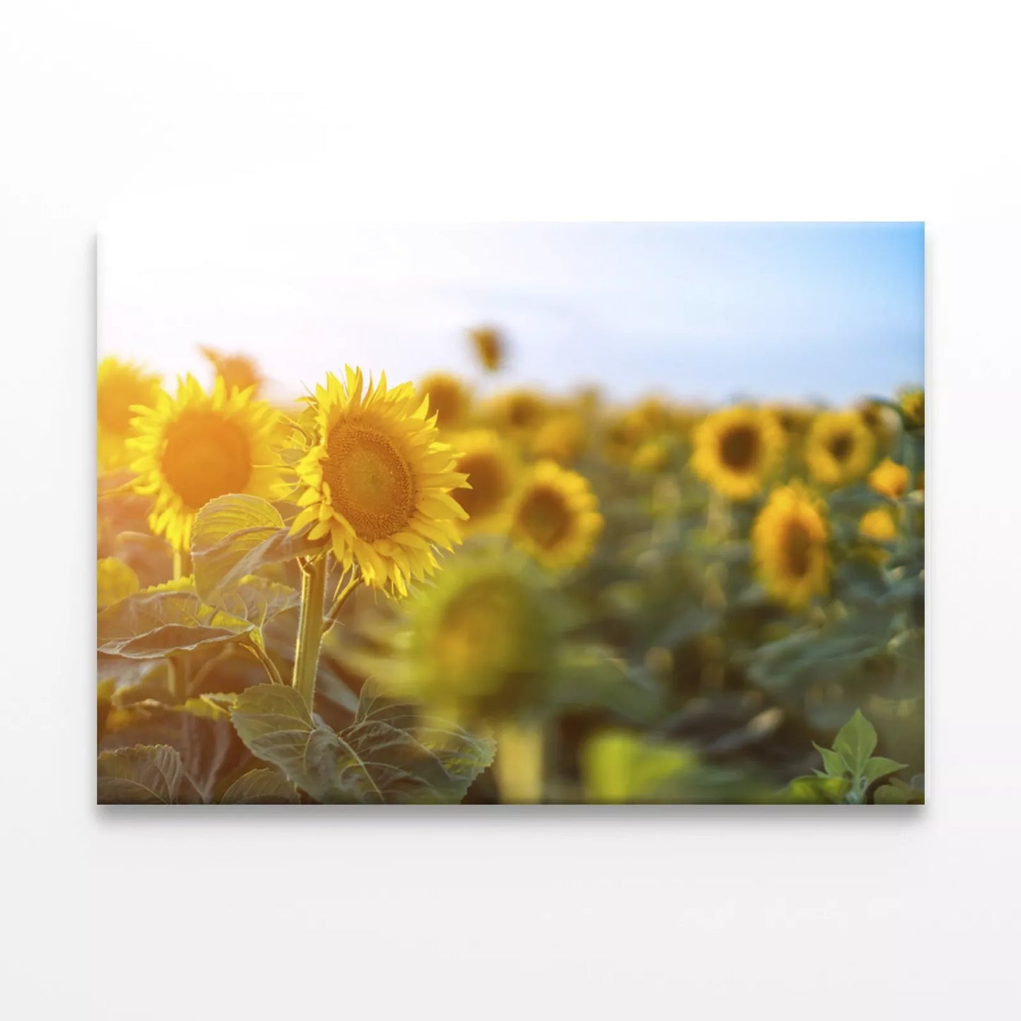 Sunflowers Against the sky Wall Art Decor 100% Australian Made