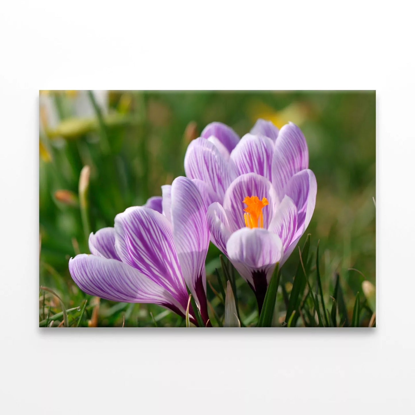 Spring Growing Flowers And Nature Wall Art Decor 100% Australian Made