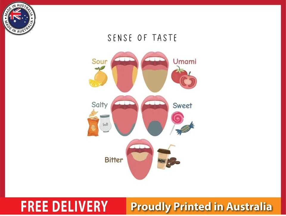 NEW (LAMINATED) Sense of Taste (61X91CM) Educational CHART PICTURE PRINT
