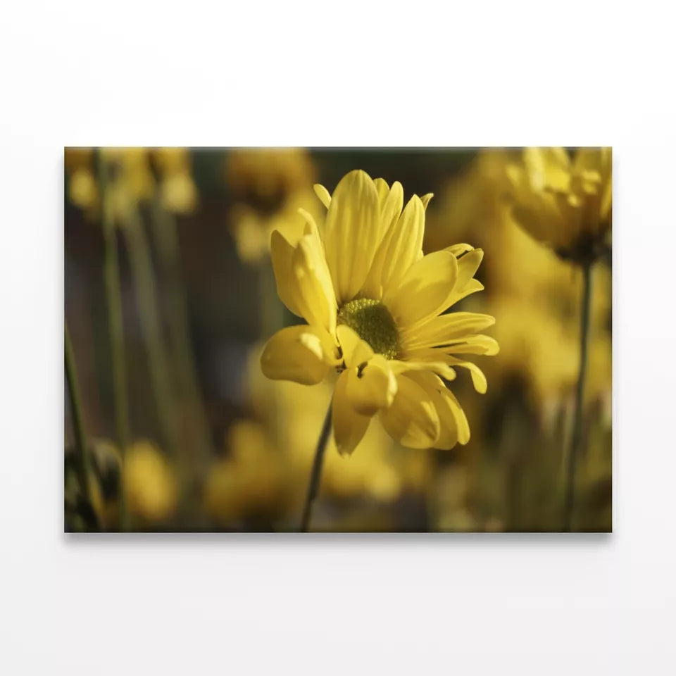 Golden Hues Of Yellow Flowers Wall Art Decor 100% Australian Made