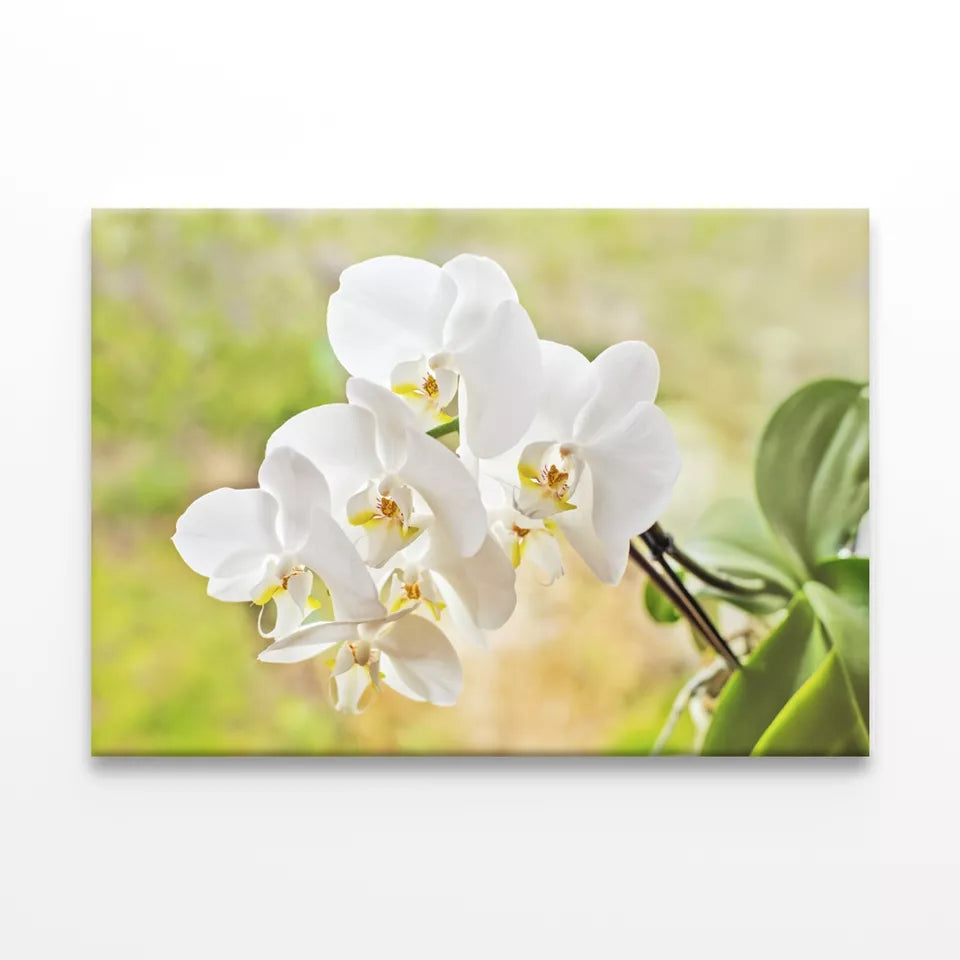 Elegant White Orchid FlowersWall Art Decor 100% Australian Made