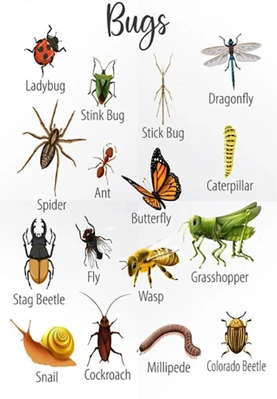 NEW (LAMINATED) Insect Animal Bug (61X91CM) Educational CHART PICTURE PRINT