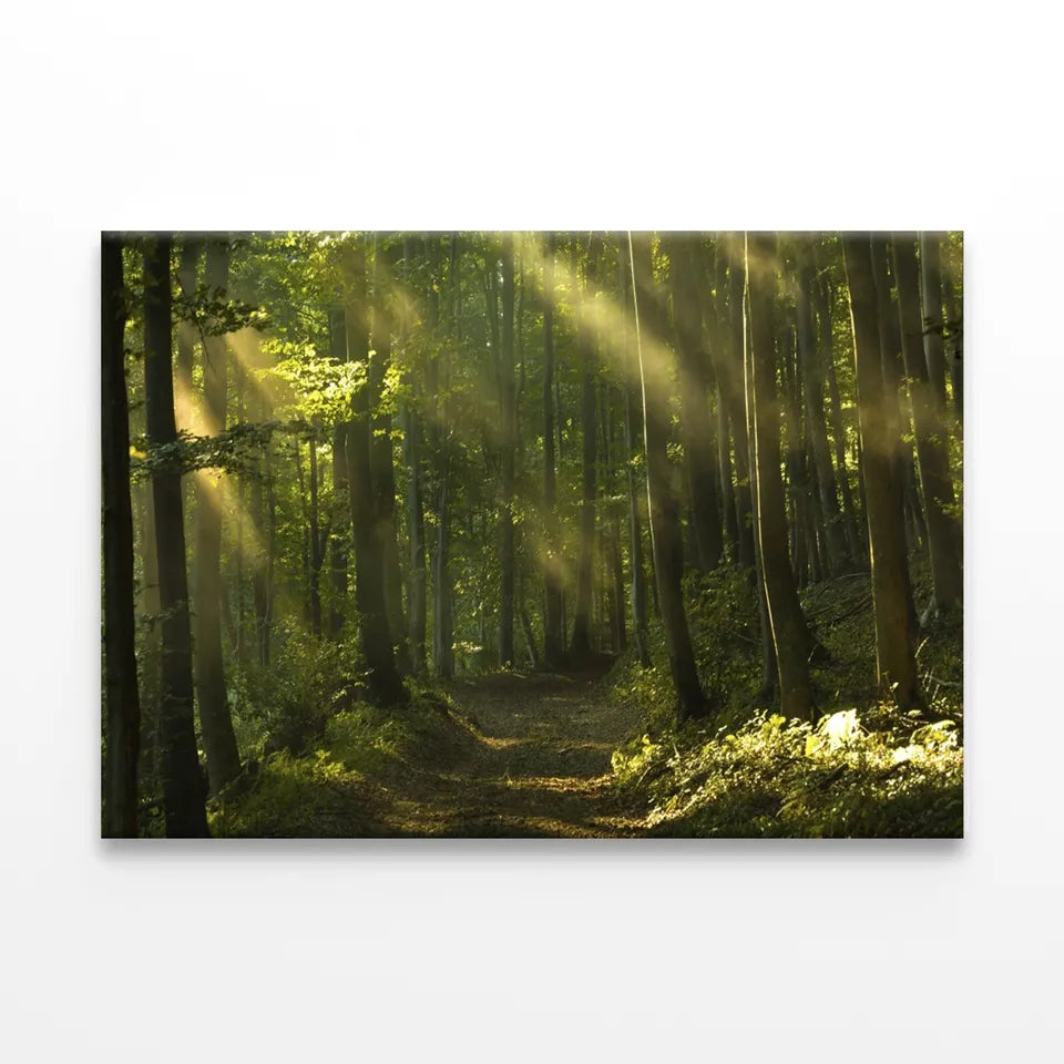 Beams Of Sunlight And Trees Wall Art Decor 100% Australian Made