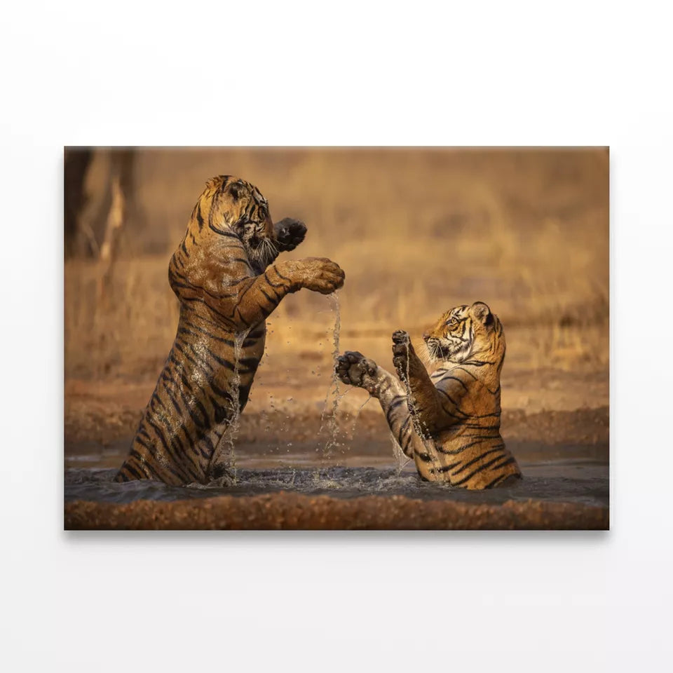 Tiger Walking During Golden Light Wall Art Decor 100% Australian Made
