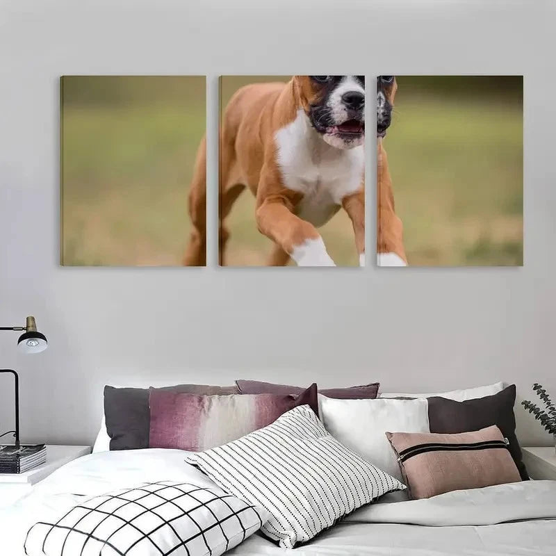 3pcs Brown & White Boxer Puppy on Grass Running Wall Art Set Canvas Framed 60x90cm - High Quality Print 100% Australian Made Wall Canvas Ready to Hang