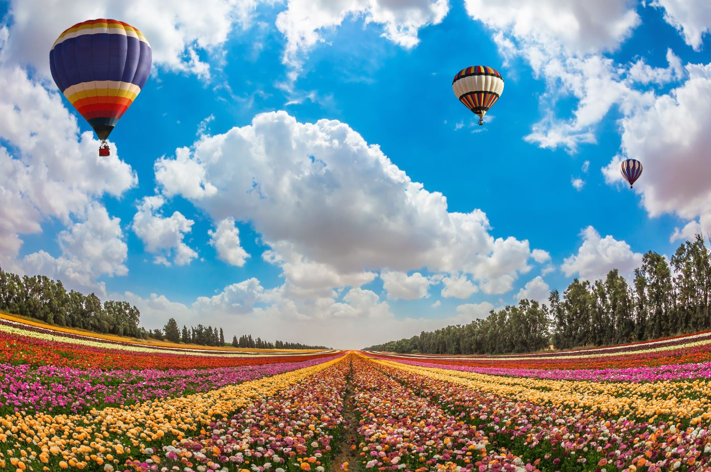 Hot Air Balloons Over Flower Field Print 100% Australian Made