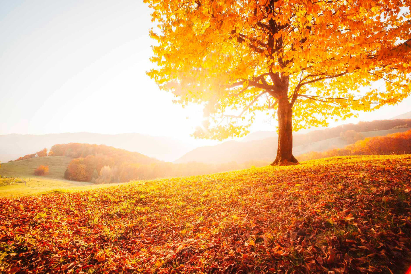 Bella Home The Shiny Beech Tree on a Hill Slope Print Canvas Ready to hang