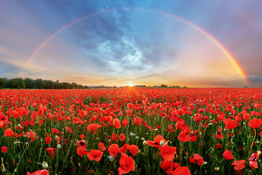 Red Poppy Field With Rainbow View Photograph Print 100% Australian Made
