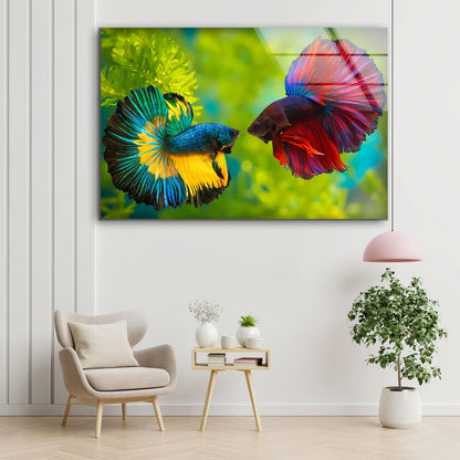 Blue & Maroon Fighter Fish Pair Photograph Acrylic Glass Print Tempered Glass Wall Art 100% Made in Australia Ready to Hang