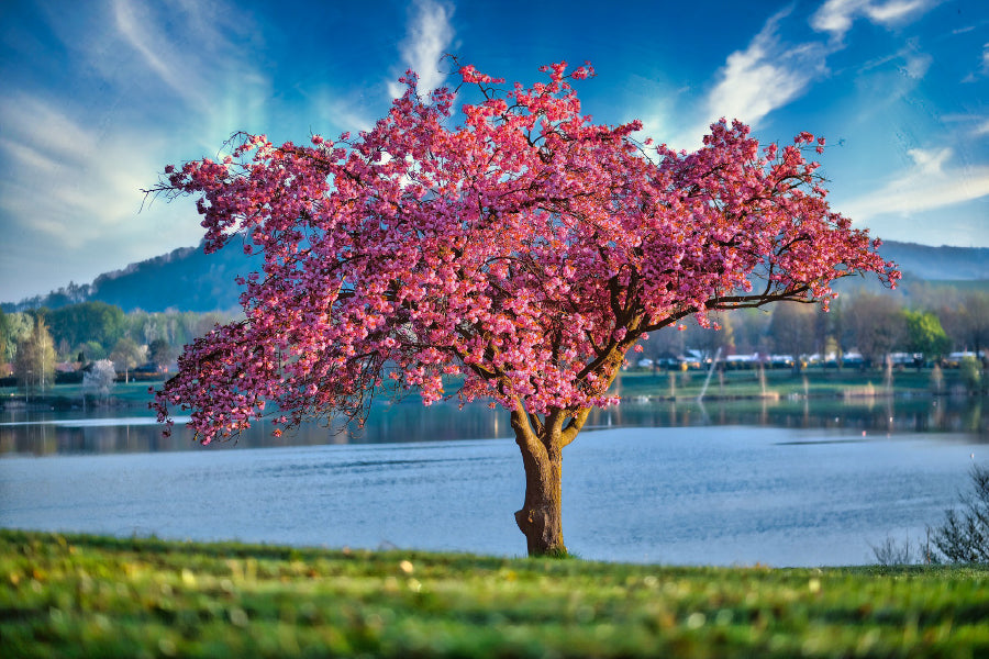 Pink Blossom Tree near Lake View Photograph Home Decor Premium Quality Poster Print Choose Your Sizes