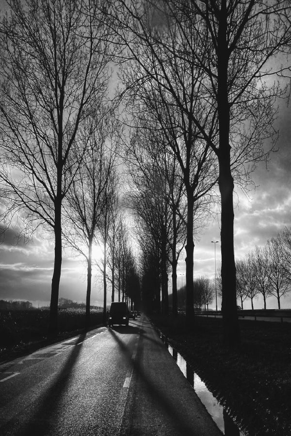 Trees Covered Road with Car B&W View Photograph Home Decor Premium Quality Poster Print Choose Your Sizes