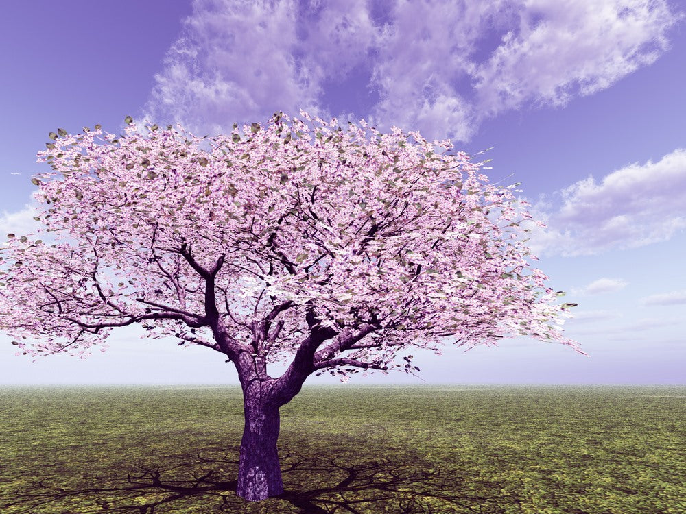 Blossom Tree in Meadow Scenery Home Decor Premium Quality Poster Print Choose Your Sizes