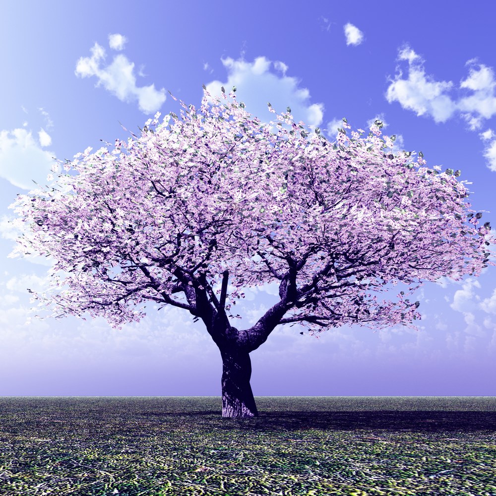 Square Canvas Purple Floral Tree Photograph High Quality Print 100% Australian Made