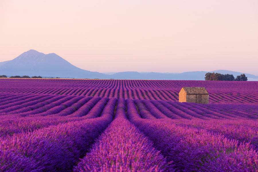 Blooming Lavender Field View Photograph Print 100% Australian Made