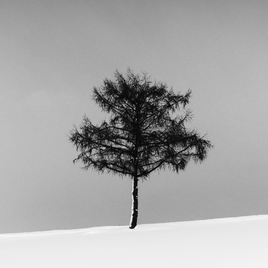 Square Canvas Alone Tree in Snow Field B&W View Photograph High Quality Print 100% Australian Made